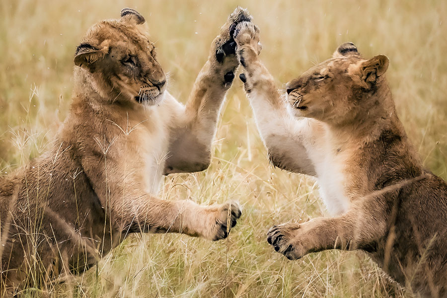 Elewana-Loisaba---Lions-Playing-2
