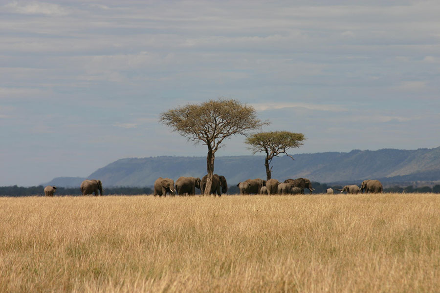 Saruni-Mara