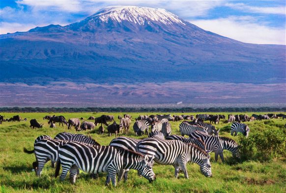 🏔️ Amboseli National Park: Luxury Safaris with Iconic Mount Kilimanjaro Views