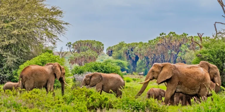 🐘 Samburu National Reserve: Kenya’s Most Distinct and Exclusive Safari Experience