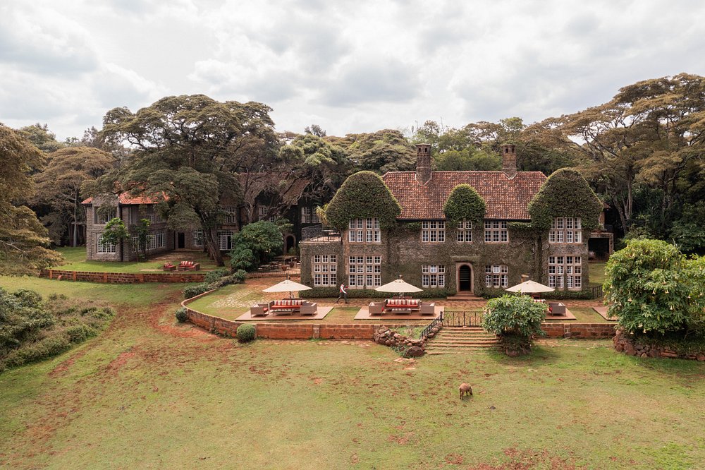 aerial-view-of-giraffe