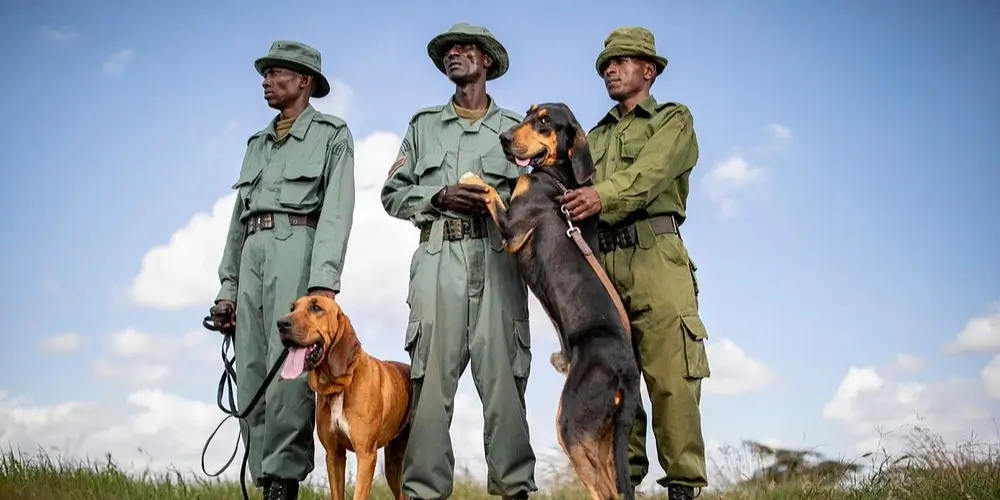 Top Safari Experiences You Can Only Have in Kenya