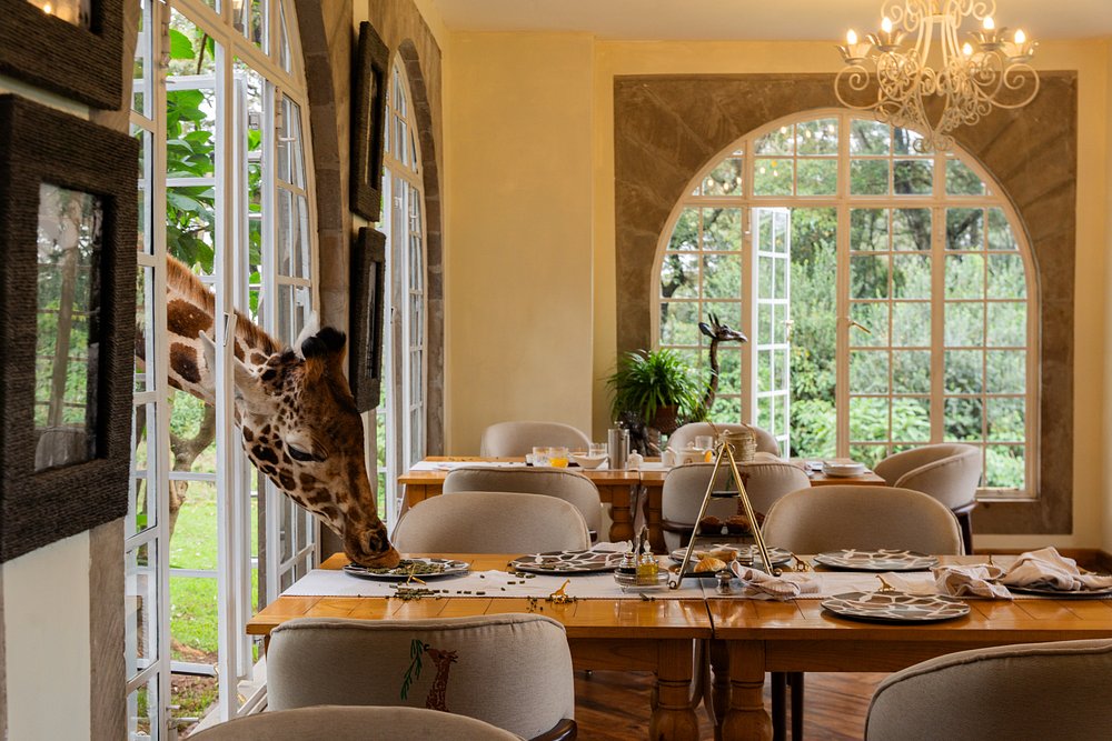 giraffe-popping-in-for