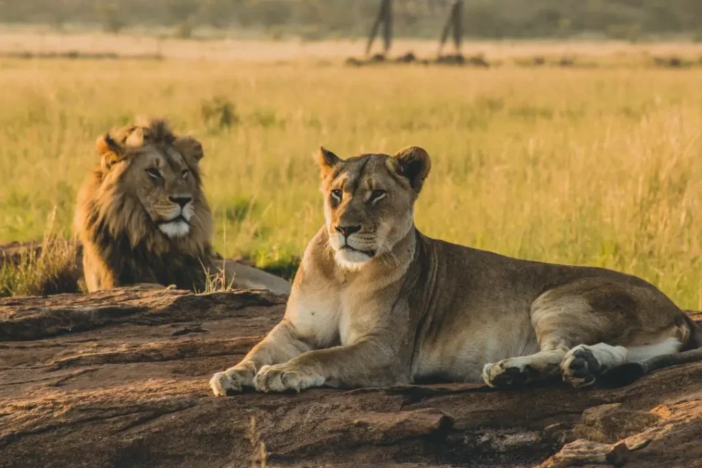 male-and-female-lions-laying-on-the-sand-and-resti-2026-01-05-00-16-16-utc (2)
