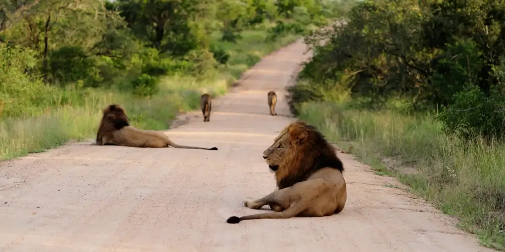 Best Time to Go on a Safari in Kenya