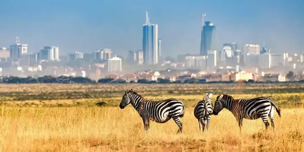 Best Time to Visit Kenya for a Safari: Month by Month Guide