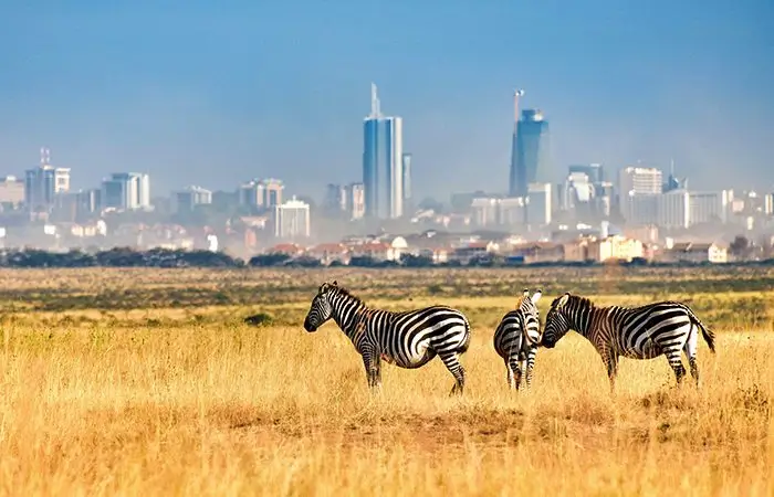 Best Time to Visit Kenya for a Safari: Month by Month Guide
