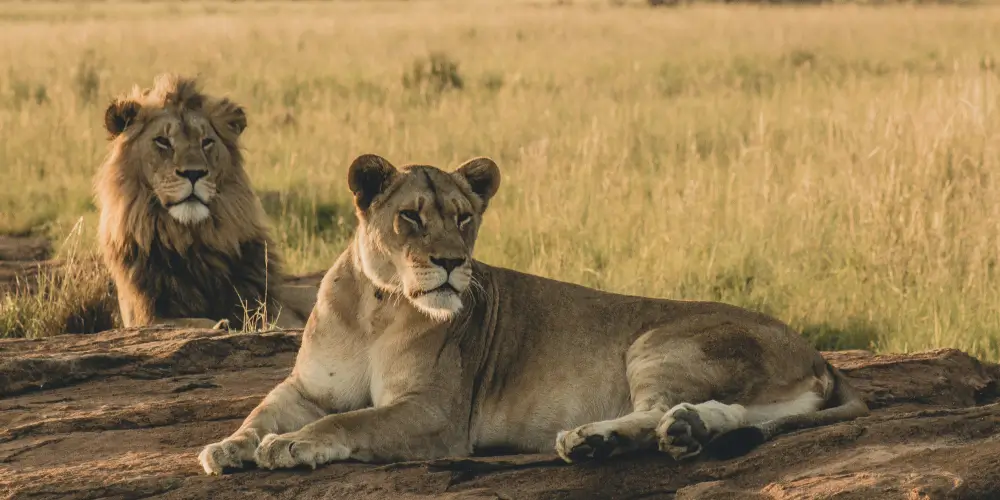 Kenya vs Tanzania Safari: Which Is Better for Summer?