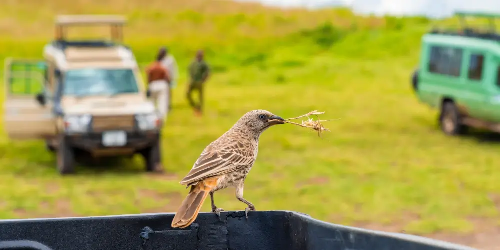 Best Safari Packages in Kenya for Summer