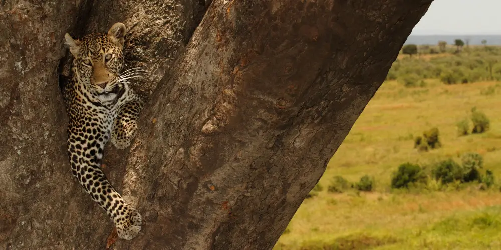 Is a Safari in Kenya a Good Idea for Summer Holidays?