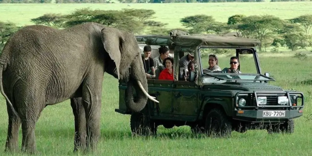Top Safari Packages in Kenya for First-Time Visitors